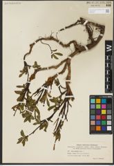 Foto von Salix pulchra Cham.
